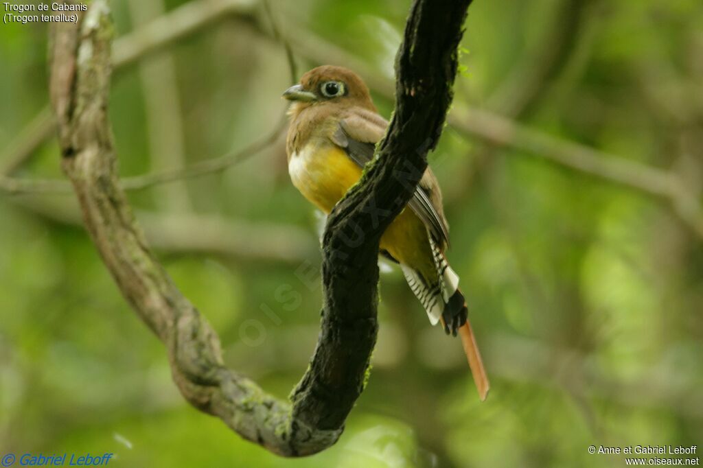 Trogon de Cabanis femelle adulte