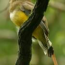 Trogon de Cabanis