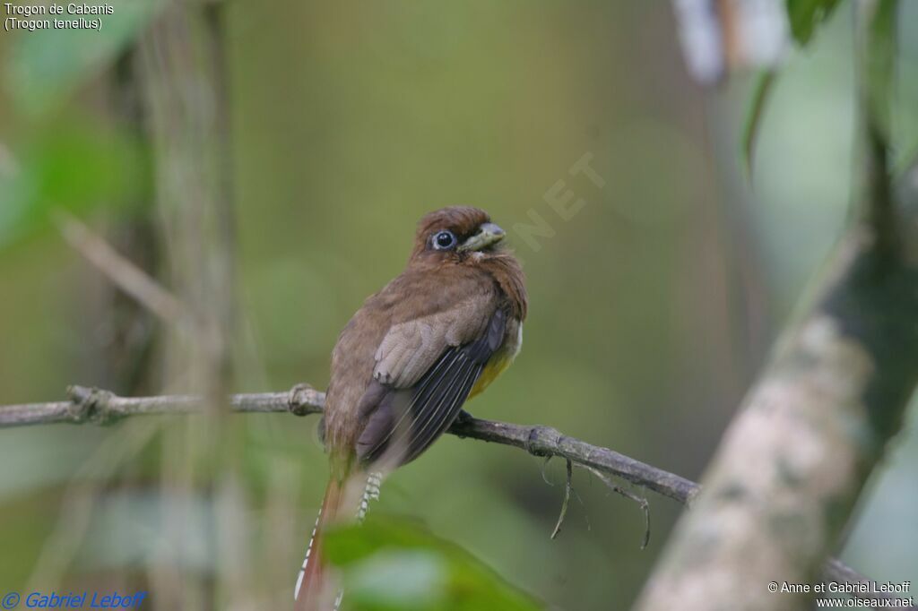 Trogon de Cabanis femelle adulte