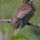 Trogon de Cabanis