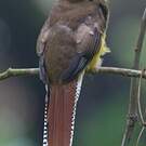 Trogon de Cabanis