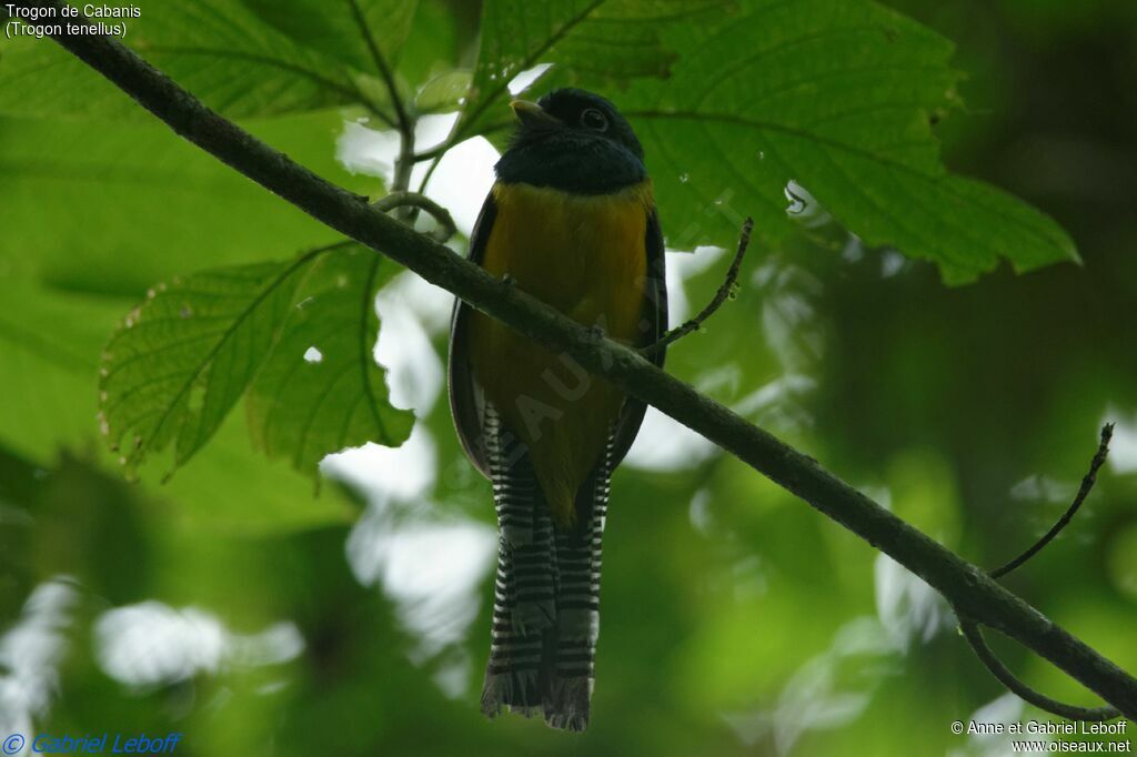 Trogon de Cabanis mâle adulte