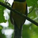 Trogon de Cabanis