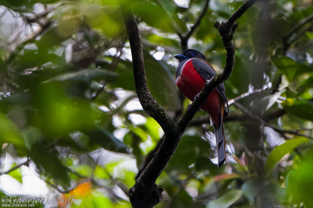 Trogon de Malabar mâle adulte