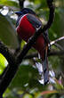 Trogon de Malabar