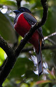 Malabar Trogon