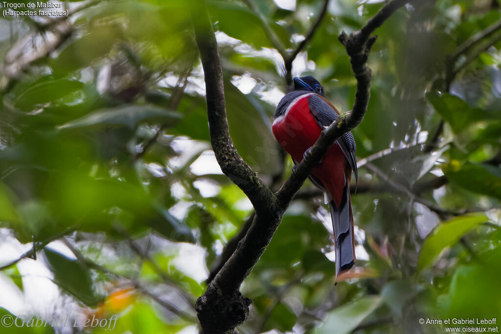 Trogon de Malabar mâle