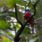 Trogon de Malabar