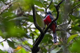 Trogon de Malabar