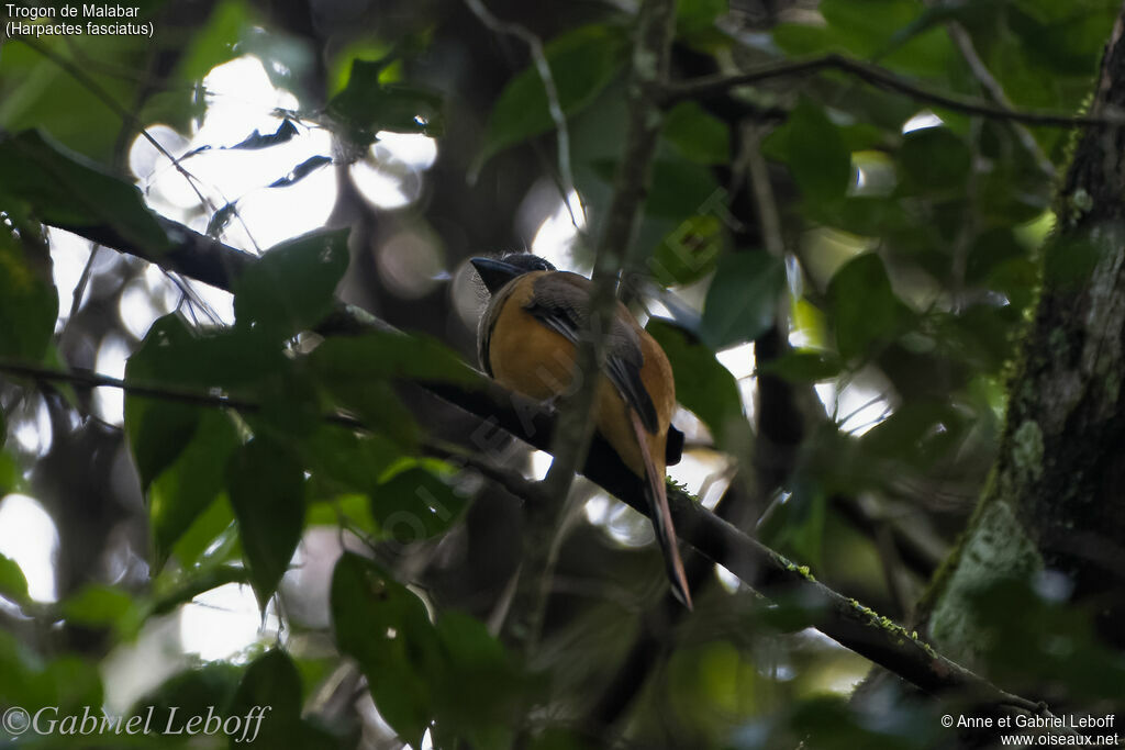 Trogon de Malabar femelle