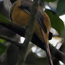 Trogon de Malabar