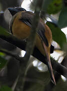 Trogon de Malabar