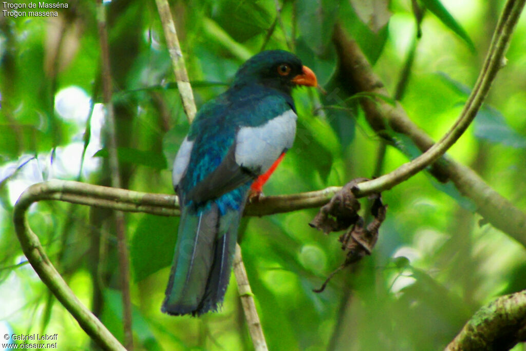 Slaty-tailed Trogon