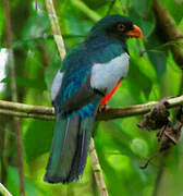 Slaty-tailed Trogon