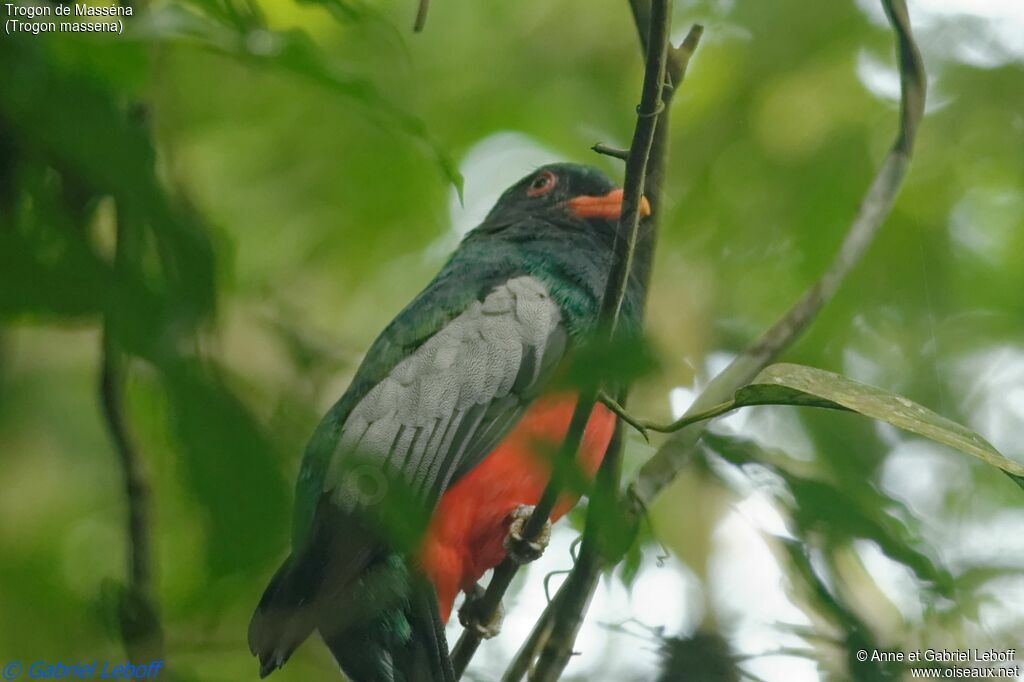 Slaty-tailed Trogon male adult