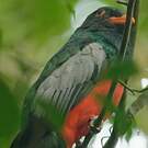 Trogon de Masséna