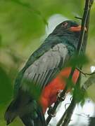 Slaty-tailed Trogon