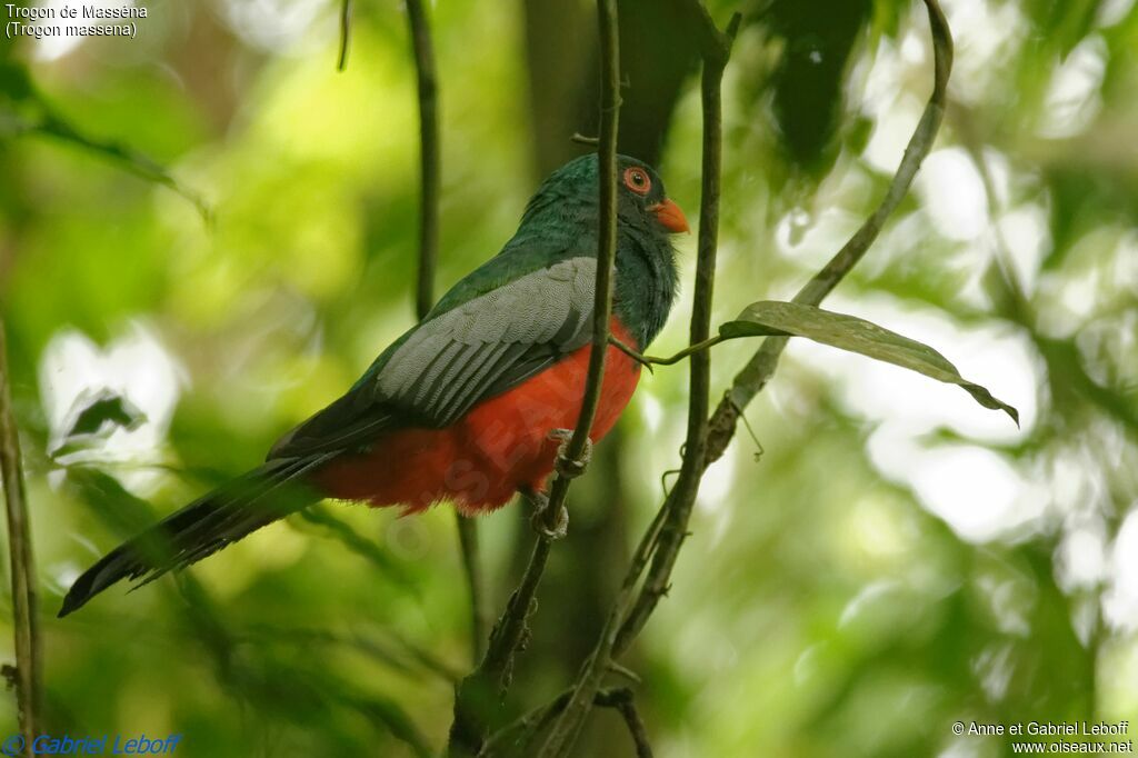 Slaty-tailed Trogon