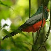 Slaty-tailed Trogon