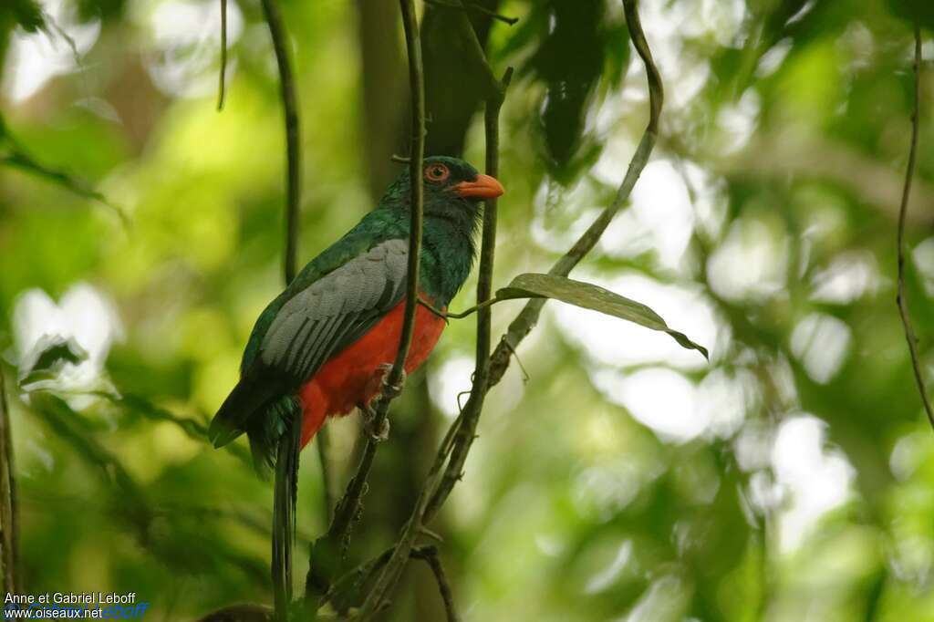 Slaty-tailed Trogon male adult, identification