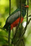 Slaty-tailed Trogon