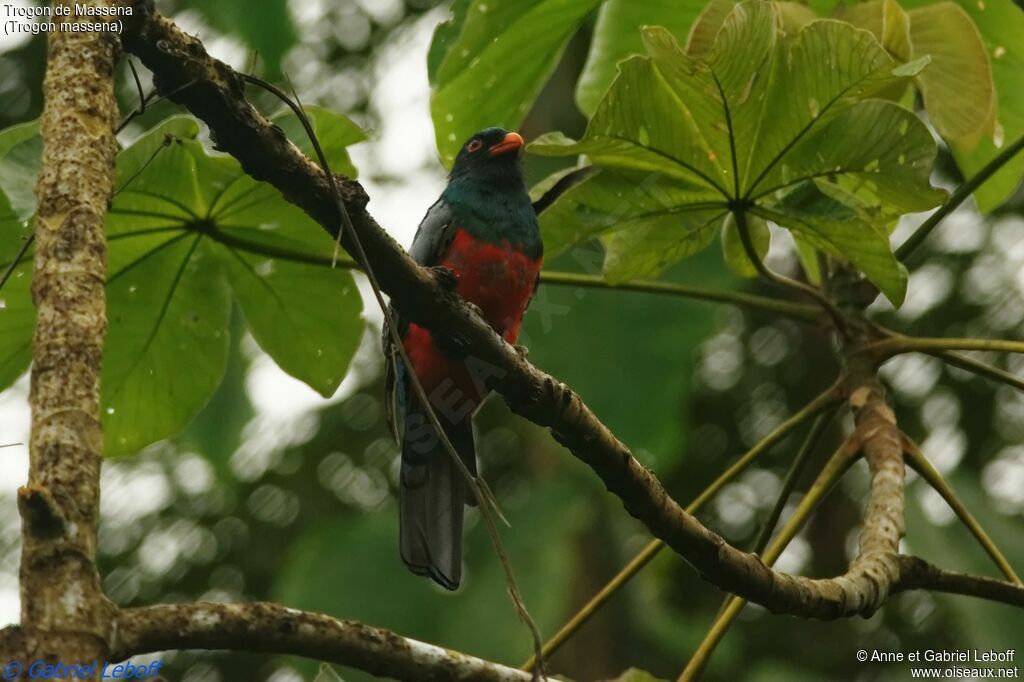 Trogon de Masséna mâle 1ère année