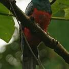 Trogon de Masséna