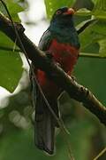 Slaty-tailed Trogon