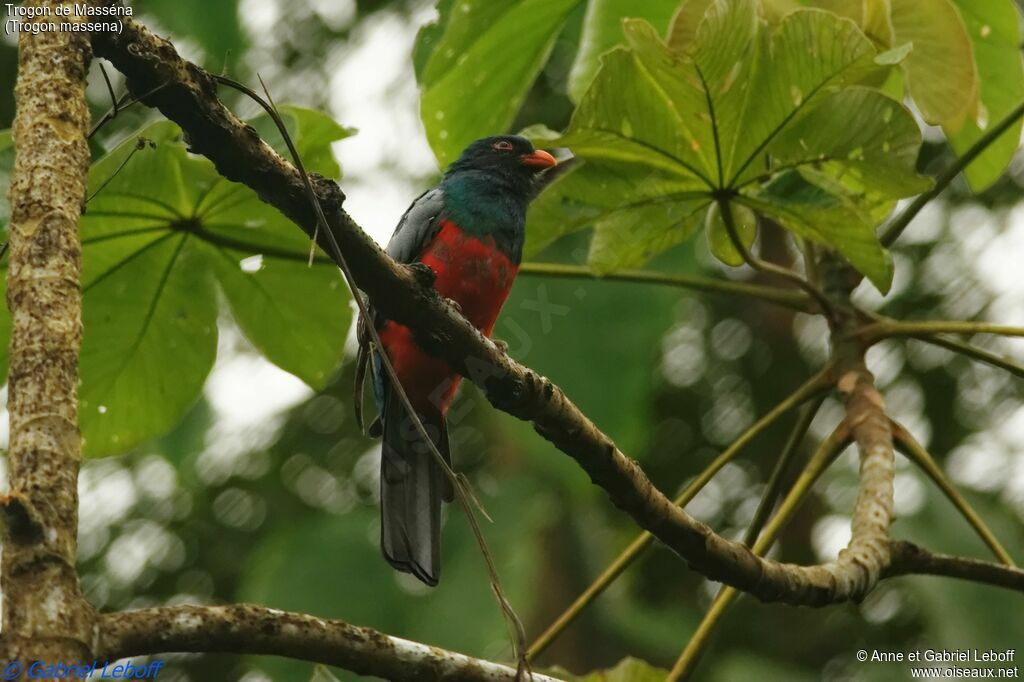 Slaty-tailed Trogon male First year