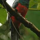 Trogon de Masséna
