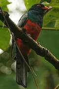 Slaty-tailed Trogon