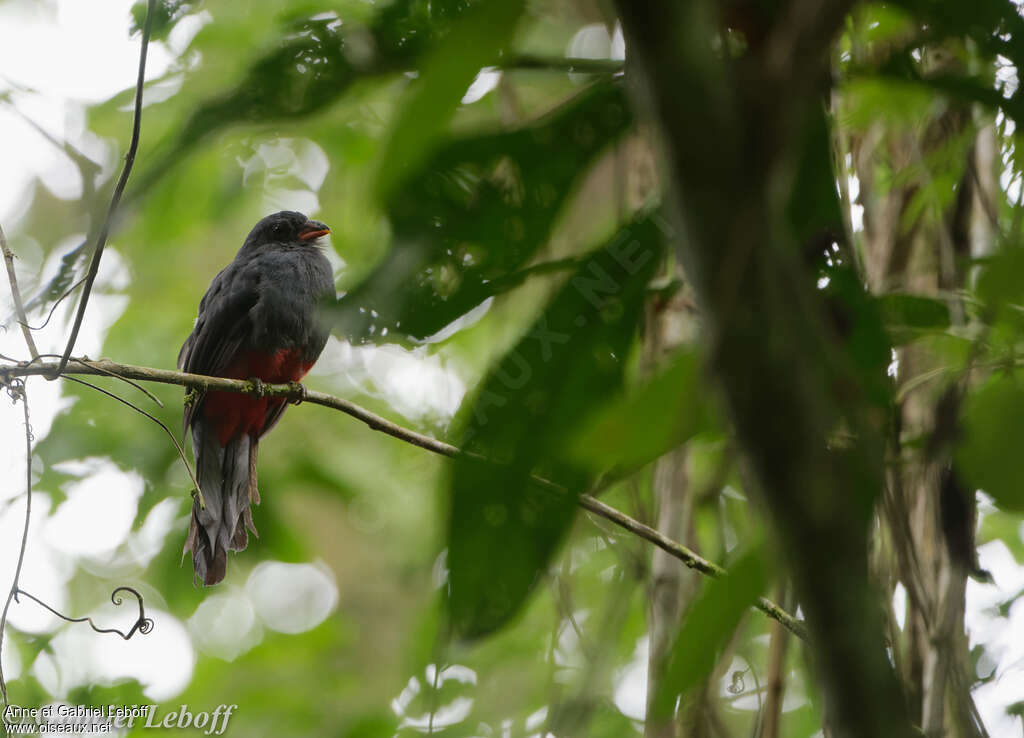 Trogon de Masséna femelle adulte, identification