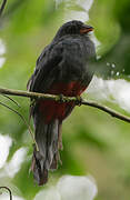 Slaty-tailed Trogon