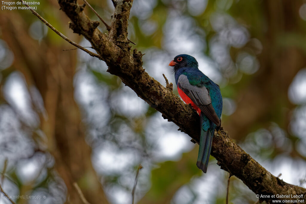 Slaty-tailed Trogon male