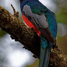 Trogon de Masséna
