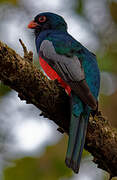 Slaty-tailed Trogon