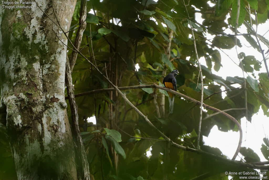 Trogon de Panama mâle adulte