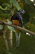 Trogon de Panama