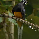 Trogon de Panama