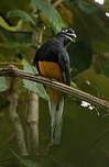 Trogon de Panama