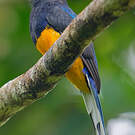 Trogon de Panama
