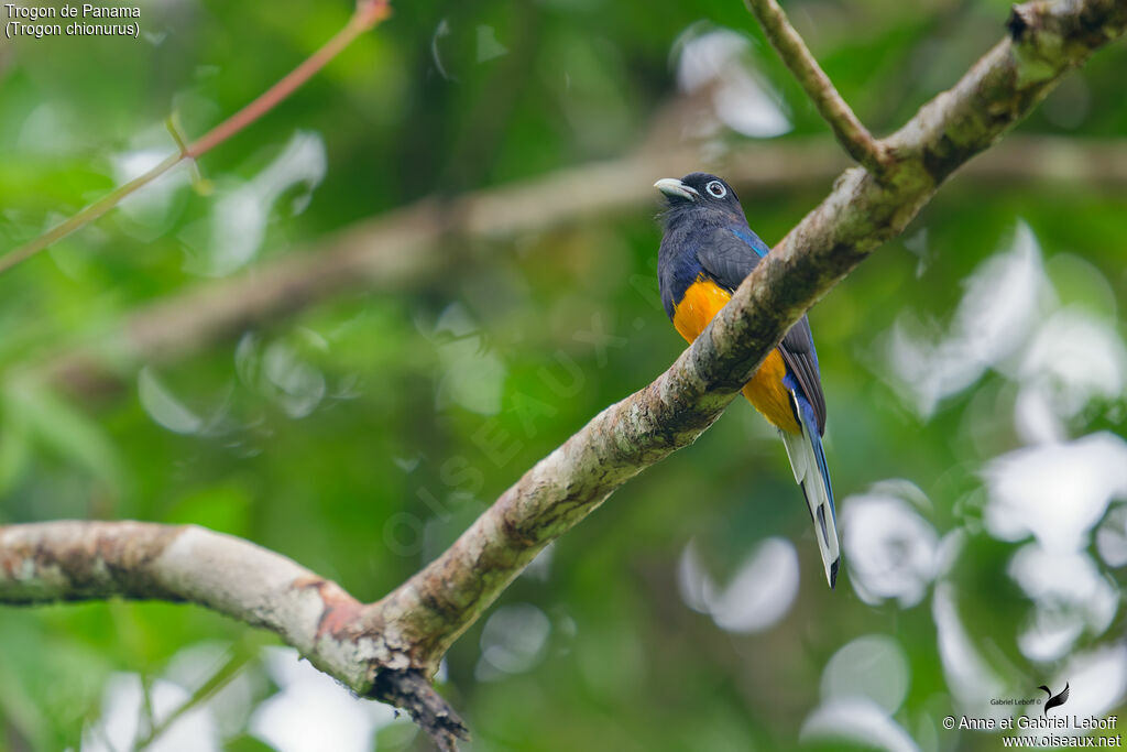 Trogon de Sclater mâle, adulte