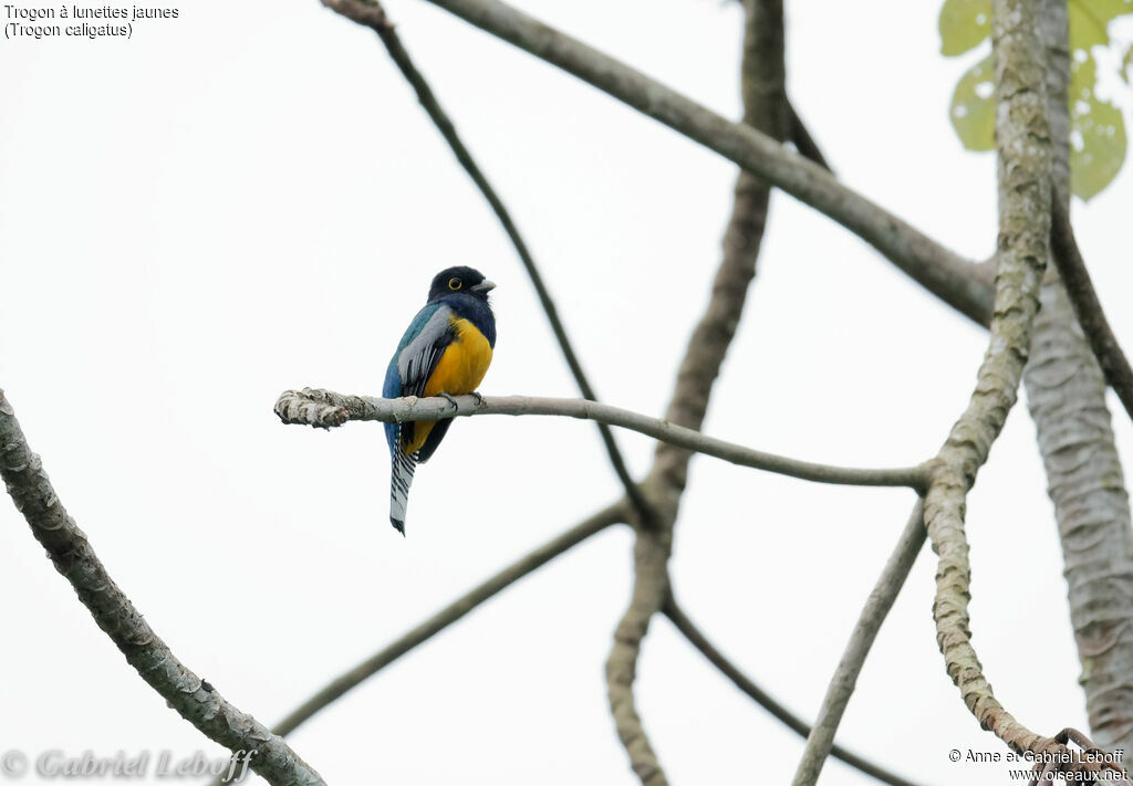 Gartered Trogon male, adult