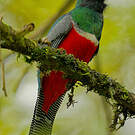 Trogon rosalba