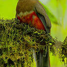 Trogon rosalba