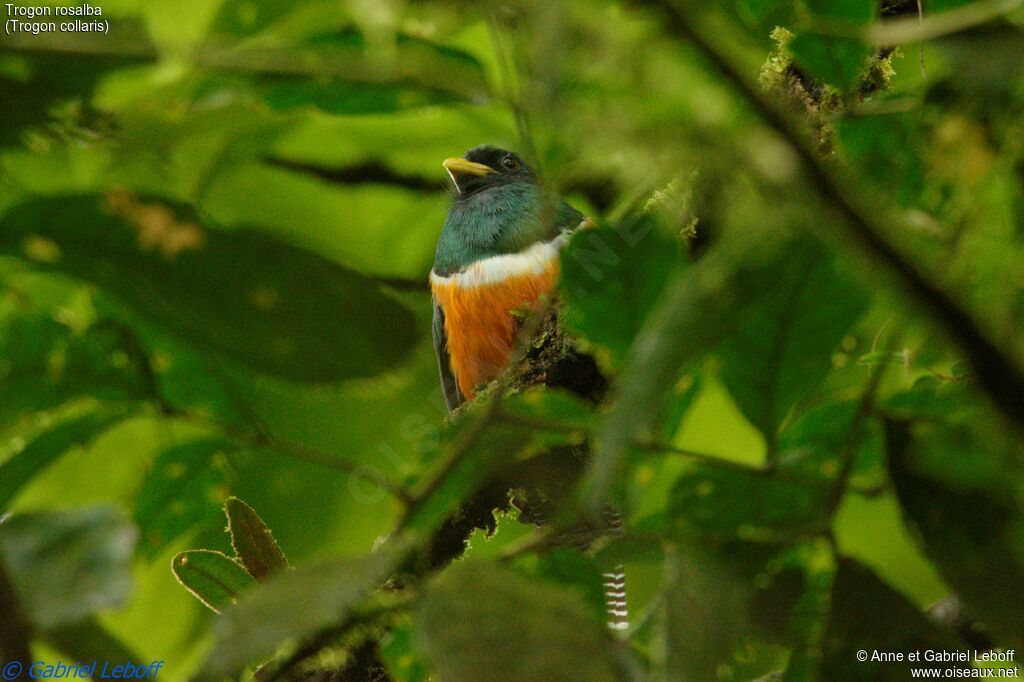 Trogon rosalba mâle adulte