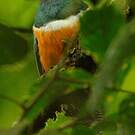 Trogon rosalba