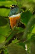 Collared Trogon