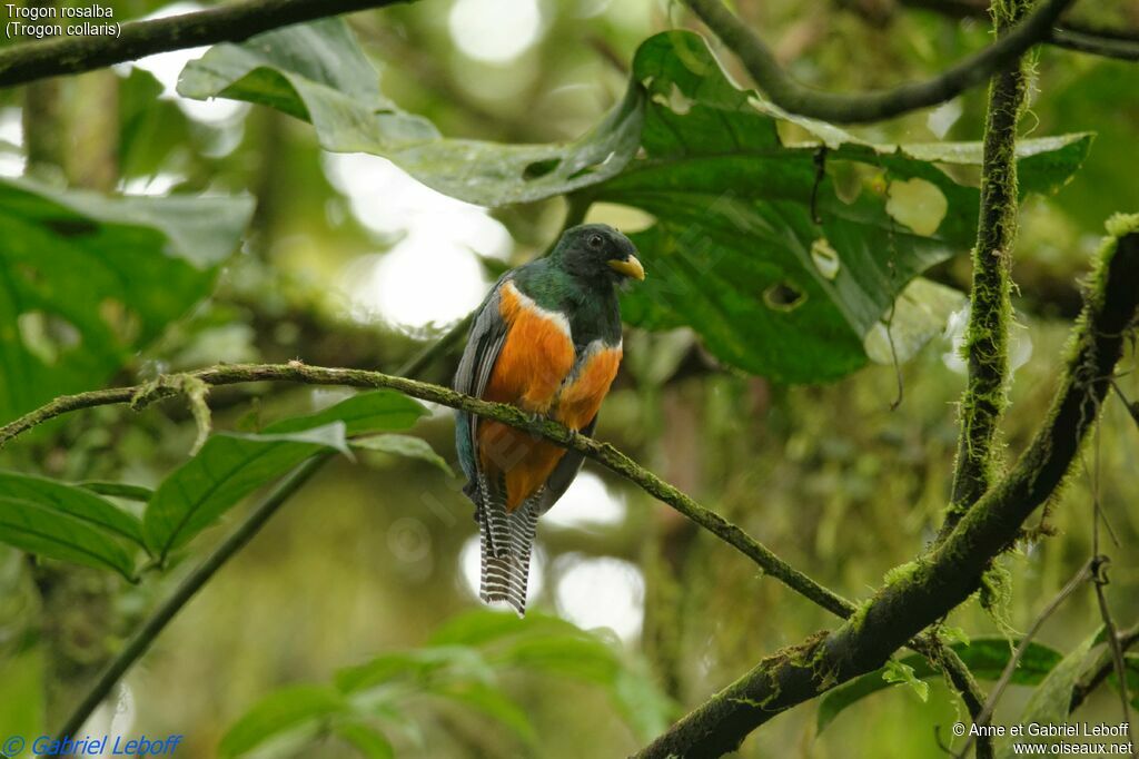 Collared Trogon male adult