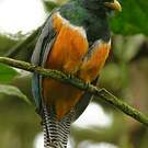 Trogon rosalba